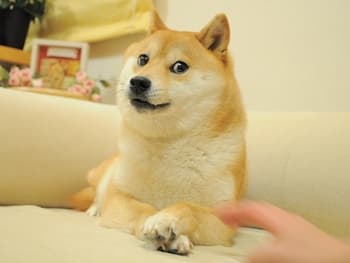 Kabosu — the original Doge